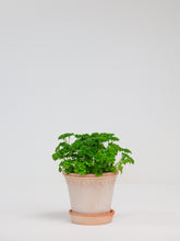 products/SotoProductShootLowQ-1721.jpg